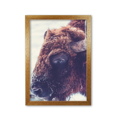Bull - Print