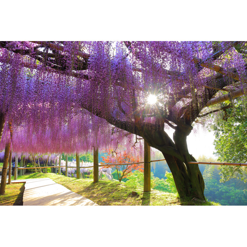 Photographie de la glycine et du soleil sur toile par Takafumi99, H 8 po x l 12 po x P 1,25 po