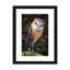 Chouette hibou par Ben Heine-reproduction de photo-53820754-53820761-53820762