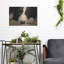 «Border Collie Love» par John Silver-1730437599