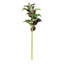 22-Inch Coleus Stem-275587499