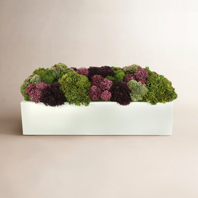 Sedum Floral Arrangement in White Planter