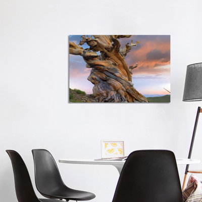 Foxtail Pine Tree, Twisted Trunk Of An Ancient Tree, Sierra Nevada, California III by Tim Fitzharris - Wrapped Canvas Gallery-Wrapped Canvas Giclée