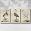 Antique Heron I, ensemble de 3 toiles encadrées sur toile-97759470-97759474