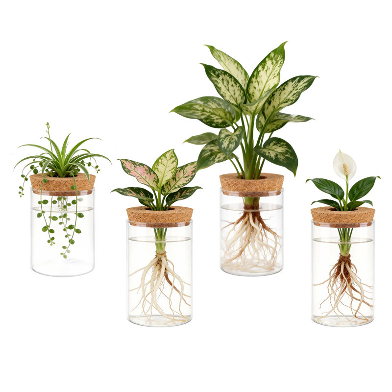 Ensemble de station de propagation en verre avec couvercles en liège pour plantes d'intérieur