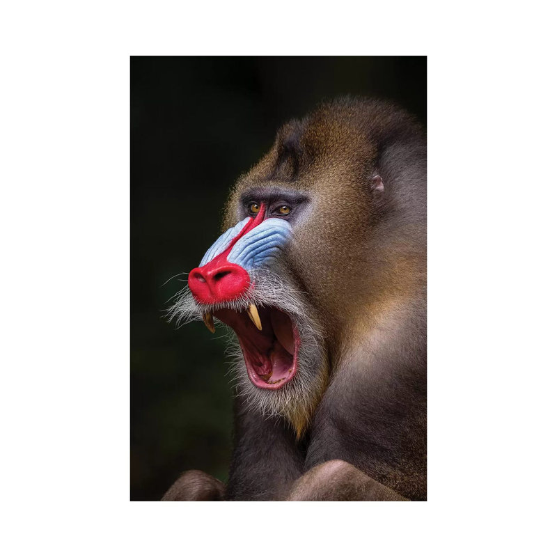 Mandrill Showing Teeth by Mogens Trolle - Wrapped Canvas Print, 20.32 cm H x 30.48 cm W