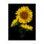 "Tournesol 3" par Dosta, impression sur toile tendue-29225253