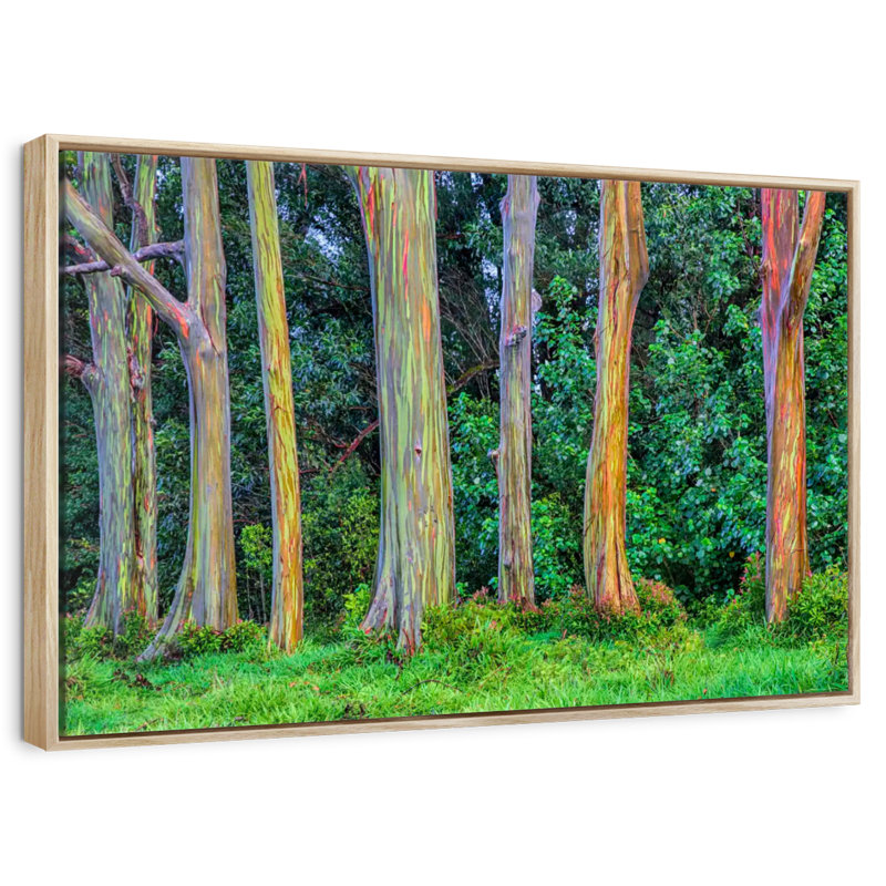 Eucalyptus arc-en-ciel, Cadre flottant en bois naturel, 40 po x 27 po