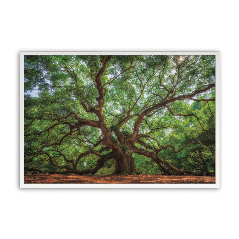 «Angel Oak Tree in Charleston» par Martin Podt, reproduction d'art, L 12 po x H 8 po, Blanc, Impression encadrée