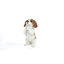 Statue chiot cavalier King Charles Spaniel priant