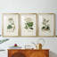 Antique Turpin Botanical I - reproduction sur mesure encadrée de qualité supérieure - 3 pièces-1401767969-1401767975