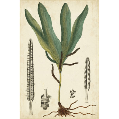 Foliage Botanique II by Turpin - Wrapped Canvas Print