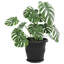 Planter-471815545-471815546