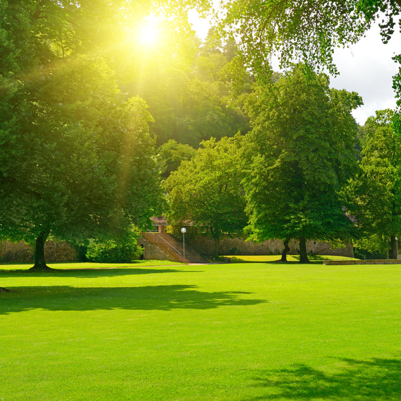 «Sunrise in Beautiful Park» par Serg_Velusceac - photographie sur toile tendue, H 36 po x l 36 po x P 1,25 po