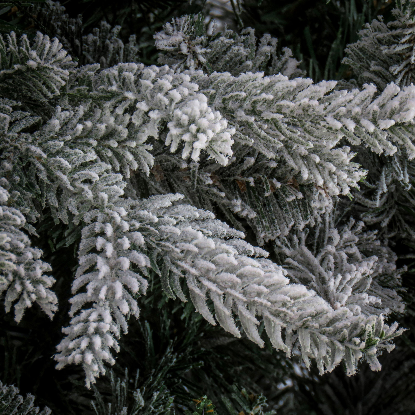 Frosted Fir Christmas Tree, 10' H