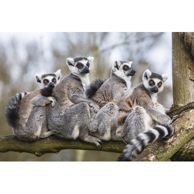 " Lemur Family " by Paulmaguire