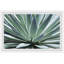 Gorgeous Agave 1 Piece Single Picture Frame Painting-1744615516