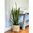 Snake Plant Drop-In and Bamboo Wrapped Pot