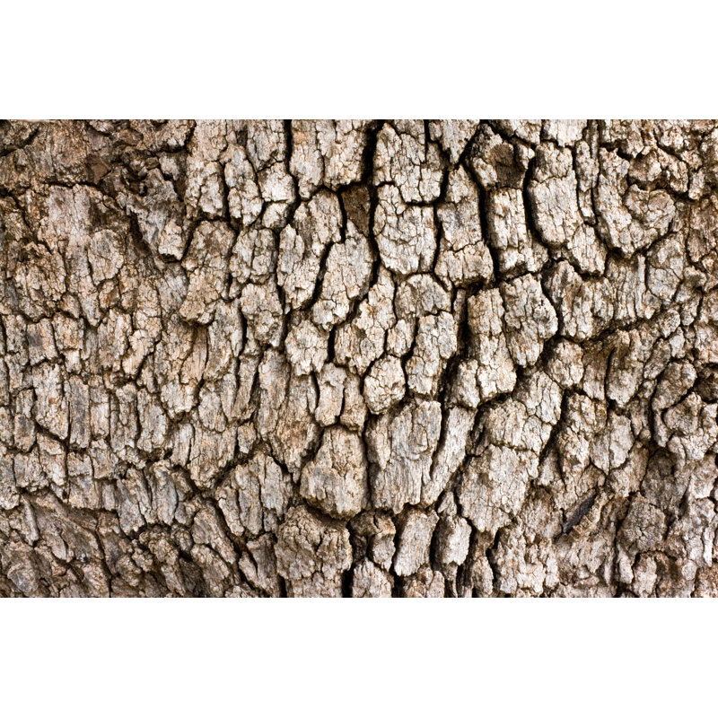 Écorce d'arbre par Ihsanyildizli, H 32 po x l 48 po