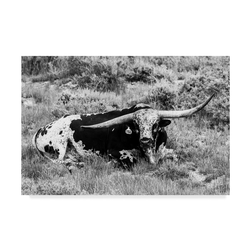 « b&w longhorn i », photographie sur toile tendue, H 22 po x l 32 po x P 2 po