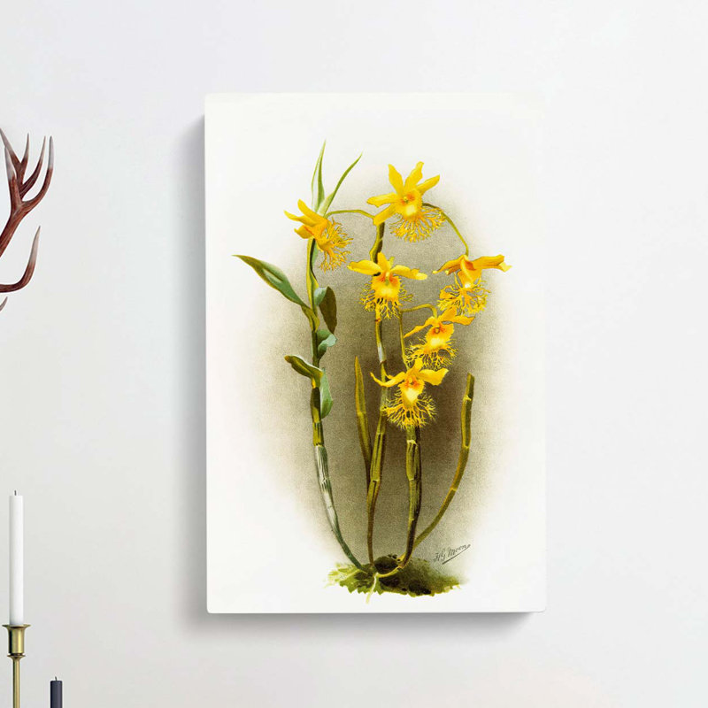 Magnolia Flowers Illustration Tab. 92 by Frederick Sander - Wrapped Canvas Print, 50cm H x 35cm W x 3cm D