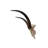 Tieanna Waterbuck Antelope Skull