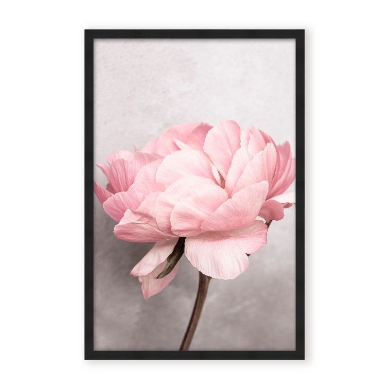 Nature Inspired Peony by  - Picture Frame Photograph on Paper, 24" H x 16" W x 1.125" D, Black, Framed Matted Print