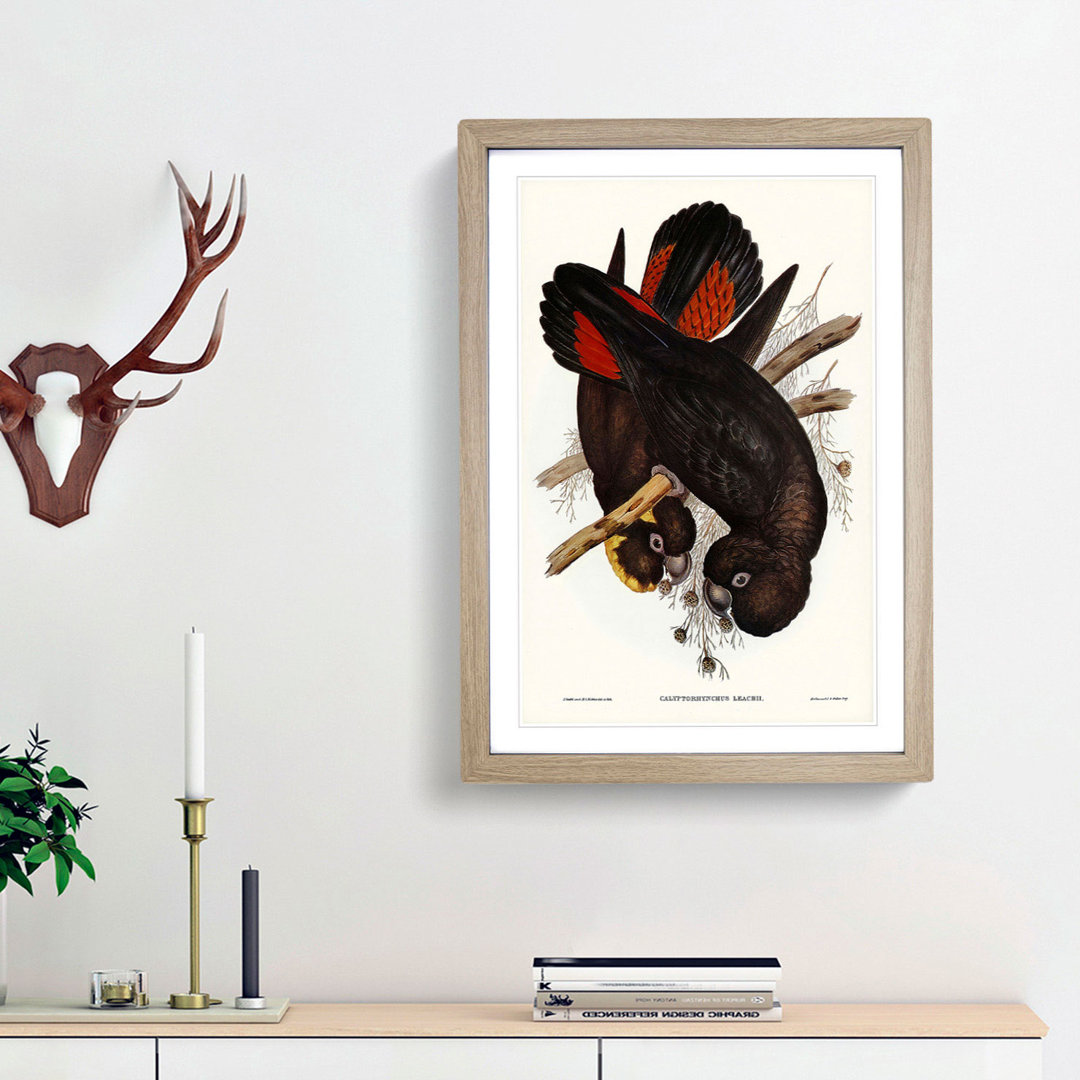 Leach's Cockatoo by Elizabeth Gould - Picture Frame Painting Print