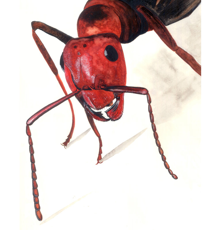«Red Ant», reproduction de peinture à l'aquarelle, H 10 po x l 8 po x P 1,5 po, Toile tendue