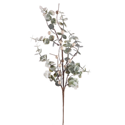 Cueillette de baies d'eucalyptus