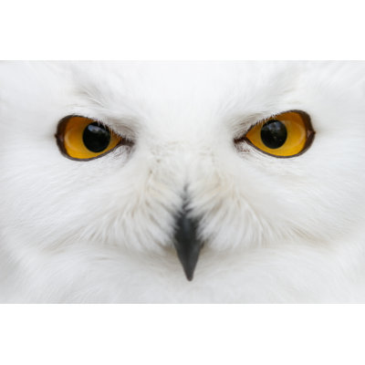 Snowy Owl - Wrapped Canvas Print