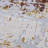 Travon Rug-713575818
