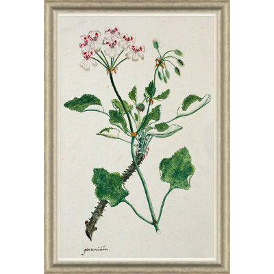 La collection africaine Gordon: Plantes, Robert Jacob Gordon, 1777 à 1786