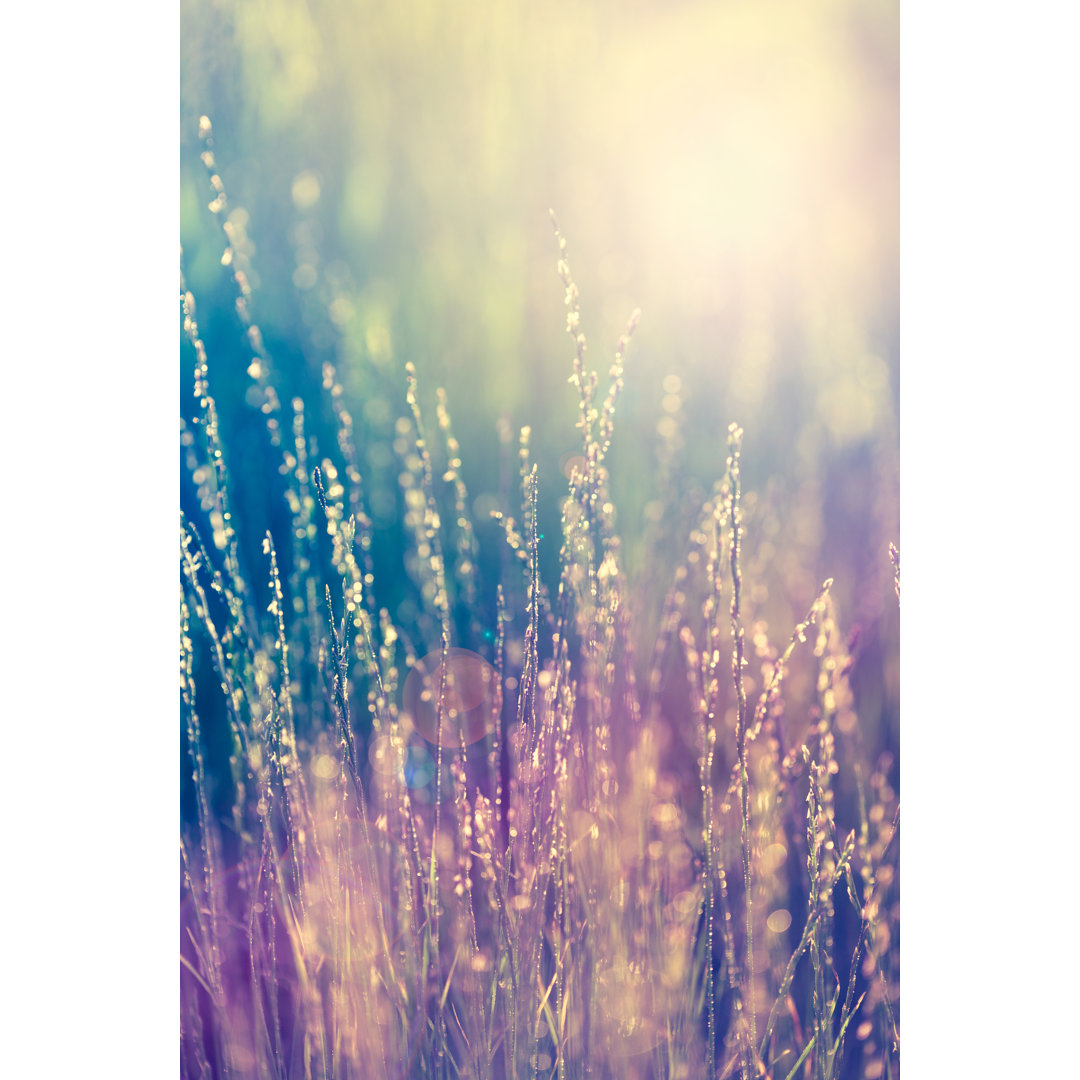 MultiColoured Grass Background von Jasmina - Leinwandbild