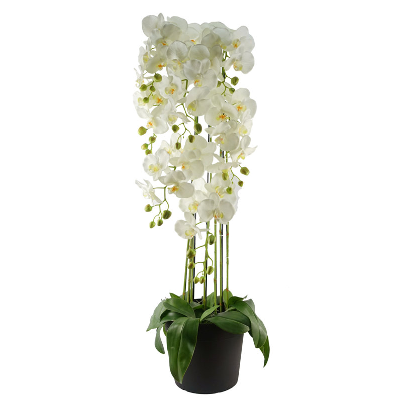 Real Touch Artificial Orchids Plastic, Silk Artificial Arrangement in Planter, 150cm H x 70cm W x 70cm D, White