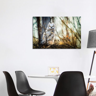Hibou à la forêt