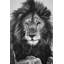 «The Lion King», reproduction sur toile-2111616931