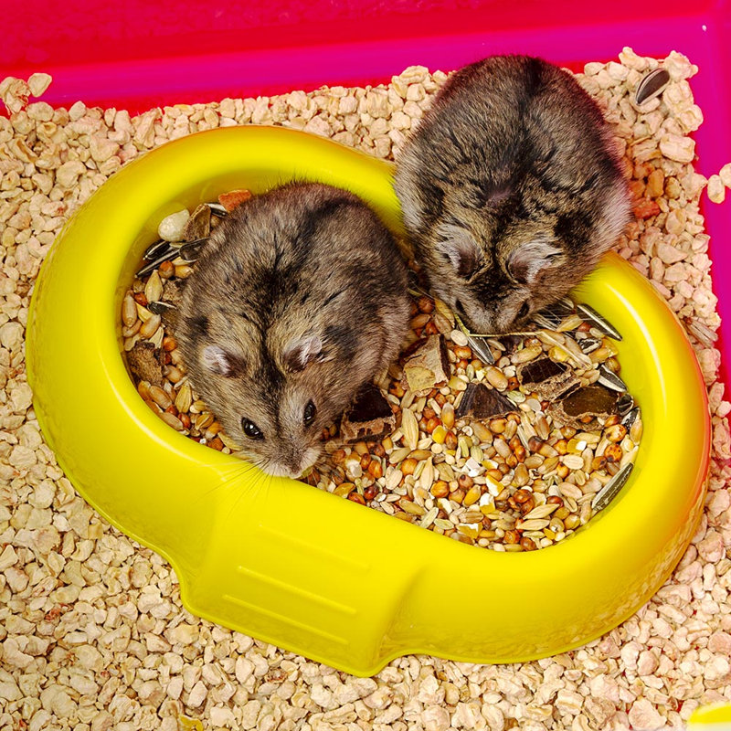 Small Animal Cage