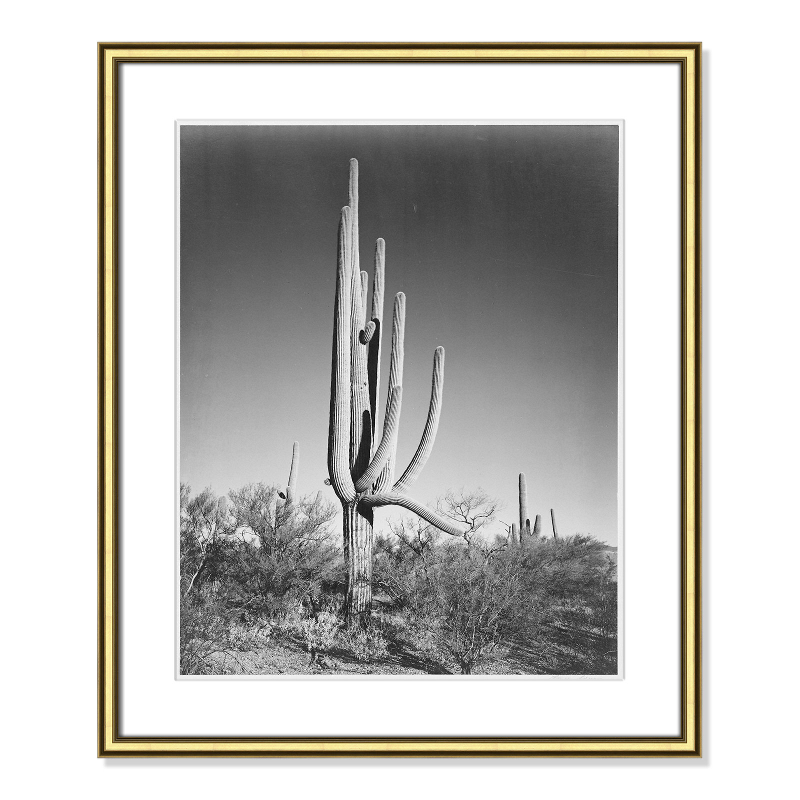 Saguaro National Monument Print by Ansel Adams, Gold , 26.75" H x 22.75" W x 0.88" D