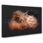 Highland Cow In The Shadows - Wrapped Canvas Print-56658557