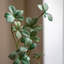 Potted Rhodoleia 5ft Tree