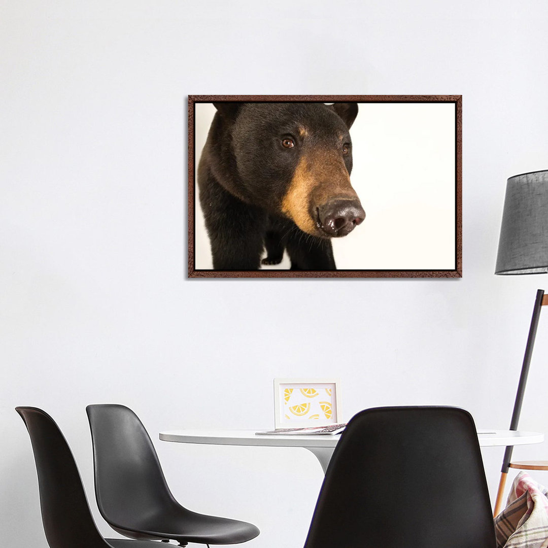 A Louisiana Black Bear At The Caldwell Zoo In Tyler, Texas von Joel Sartore - Galerie-verpackte Leinwand Giclée