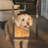 PetSafe NEVER RUST Pet Screen Door, Small