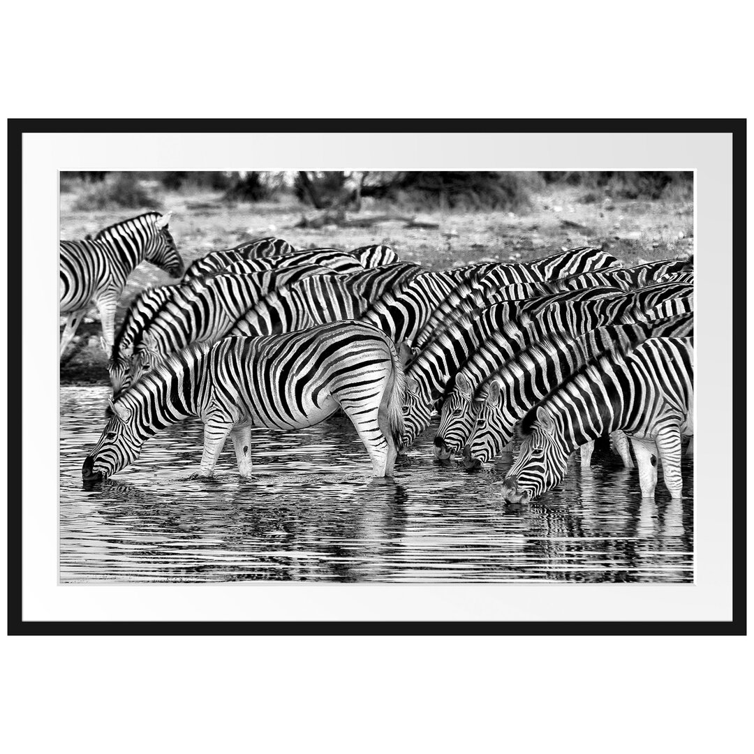 Gerahmtes Poster Zebras Safari Afrika