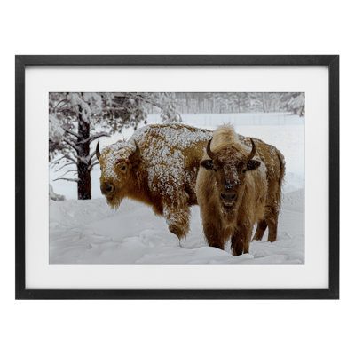 Winter White Bison Framed Print Under Glass, design by Mike Jones
