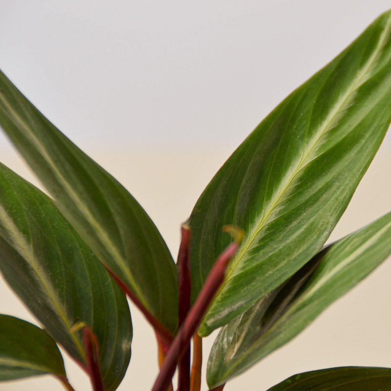 House Plant Shop Live Foliage Plant Low Maintenance Plant Rattan