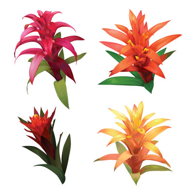 Guzmania Flower by Marhero - Wrapped Canvas Print