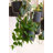 Charlie S (hanging) Black Washed-1005034190-1005034191
