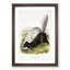 Texan Skunk by J.W. Audubon - Framed Print-55729600-55729605