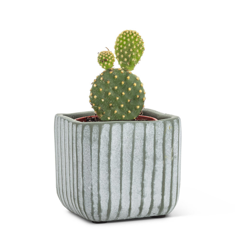 Boîte à fleurs en ciment Ridge, Blanc cassé / vert, H 3,5 po x l 3,5 po x P 3,5 po